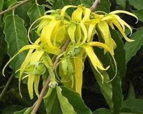 ylang leaf and wood perfume